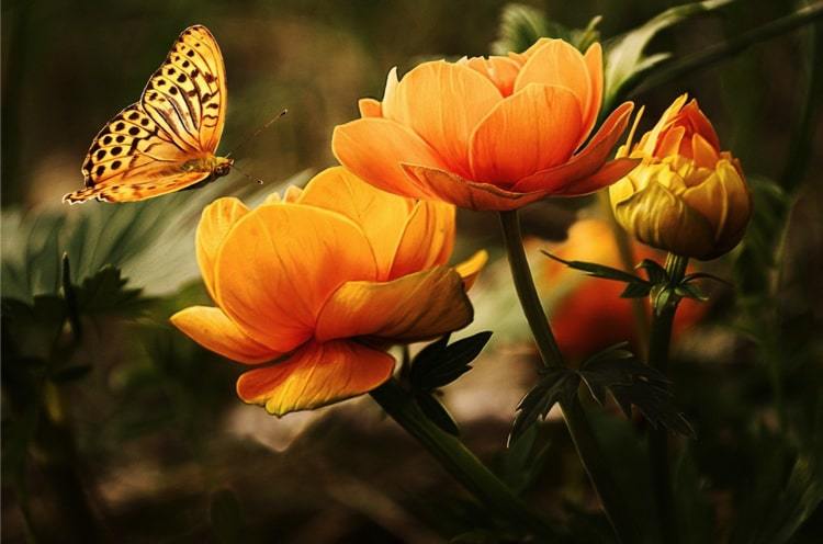 butterfly and orange flower